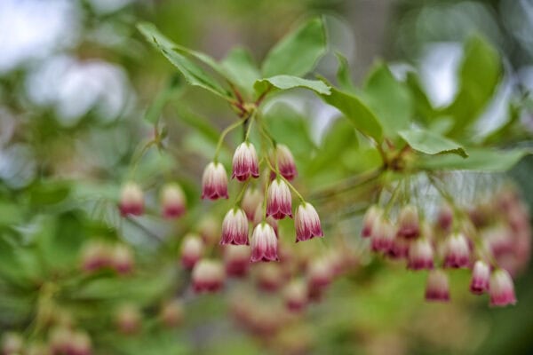 Annapolis Royal Historic Gardens