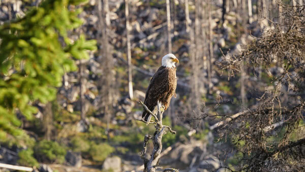 Weißkopfseeadler