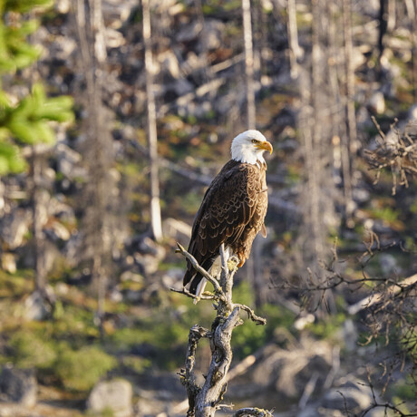 Weißkopfseeadler