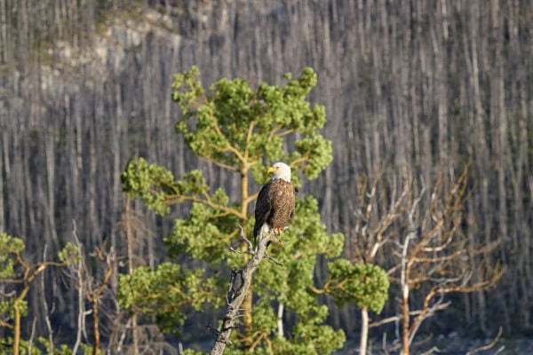Bald eagle