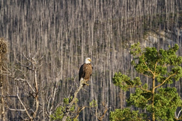 Bald eagle