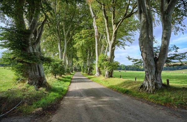 Beech Alley