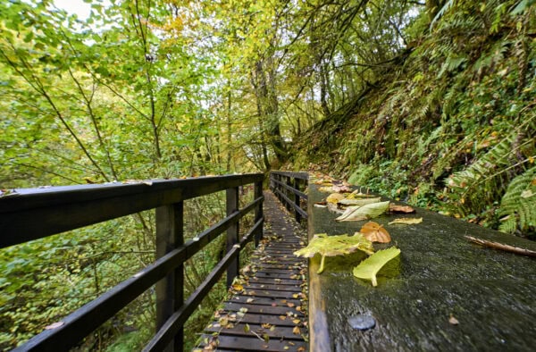 The Birks of Aberfeldy