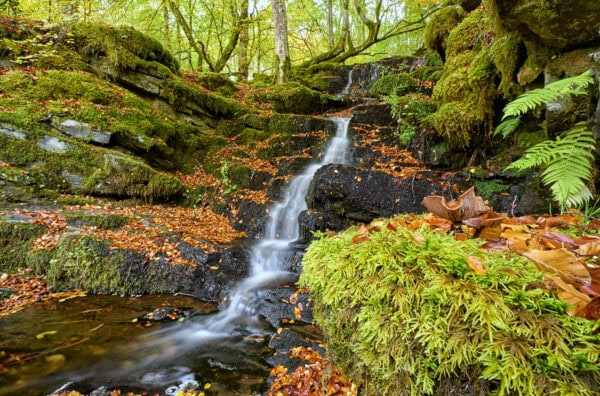 The Birks of Aberfeldy