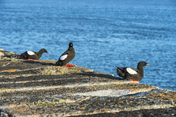 Black Guillemot