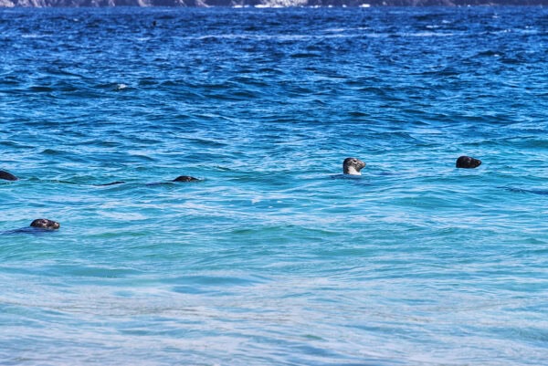 Blasket Island Seals