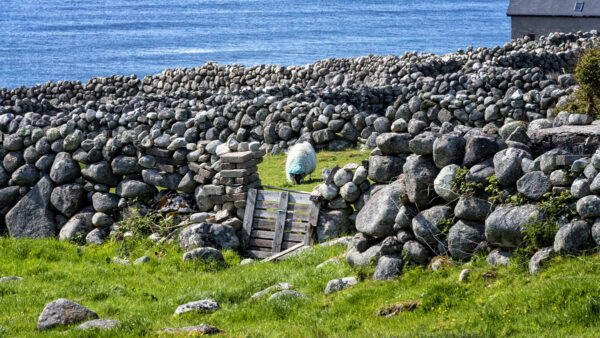 Bloody Foreland