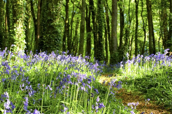 Bluebells