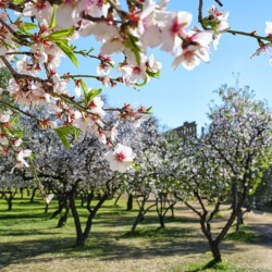 Almond Blossom in the Valle dei Templi - Valley of the Temples in Agrigento, Sicily, Italy Almond Blossom