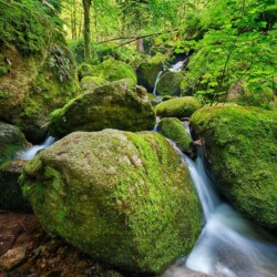 Gertelbach Wasserfälle bei Bühlertal, Schwarzwald, Deutschland Gertelbach Wasserfälle