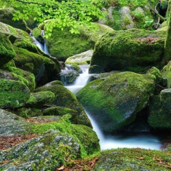 Gertelbach Wasserfälle bei Bühlertal, Schwarzwald, Deutschland Gertelbach Wasserfälle