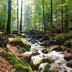 Gertelbachschlucht bei Bühlertal, Schwarzwald, Deutschland Gertelbachschlucht