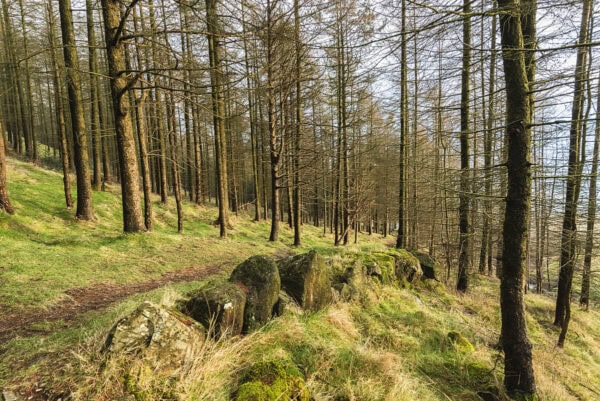 Carlingford Forest Park