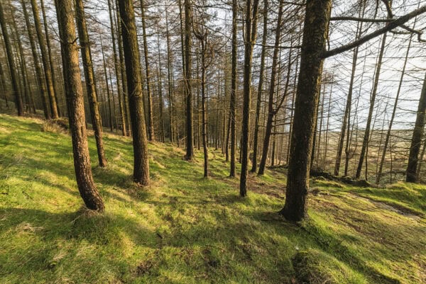 Carlingford Forest Park