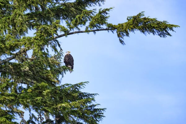 Bald eagle