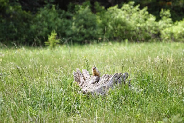 Columbian ground squirrel