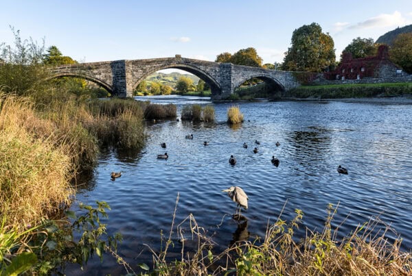 Heron in Conwy River