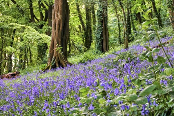 Courtmacsherry Woods Bluebells