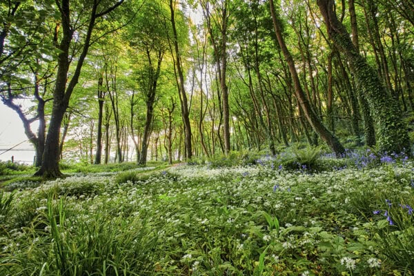 Courtmacsherry Woods