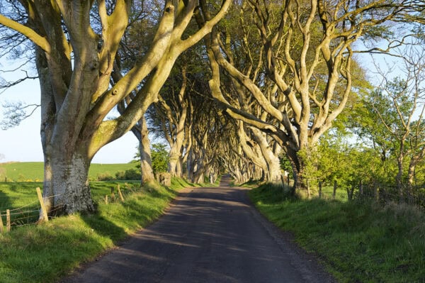 Dark Hedges
