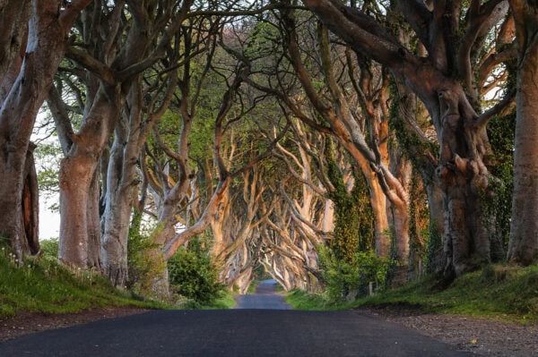 Dark Hedges