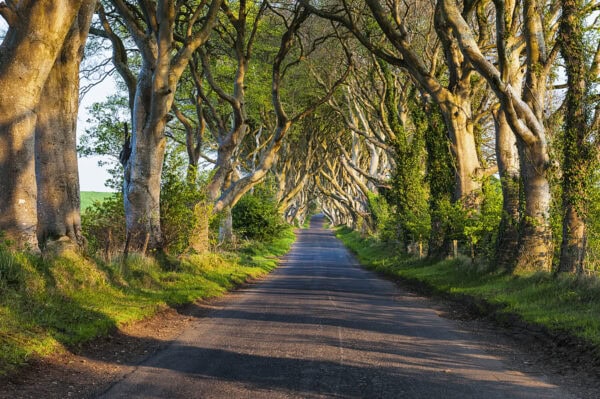 Dark Hedges