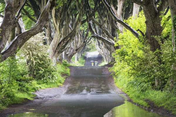 Dark Hedges