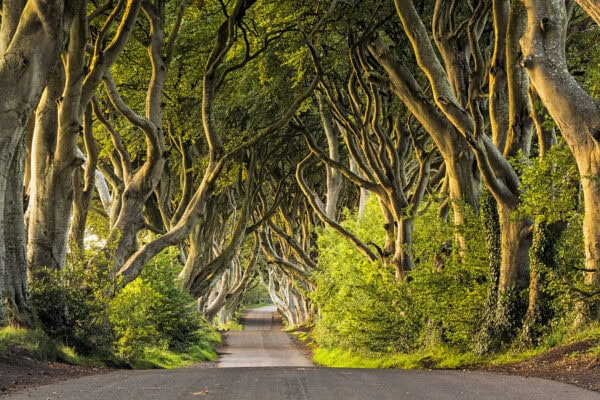 Dark Hedges