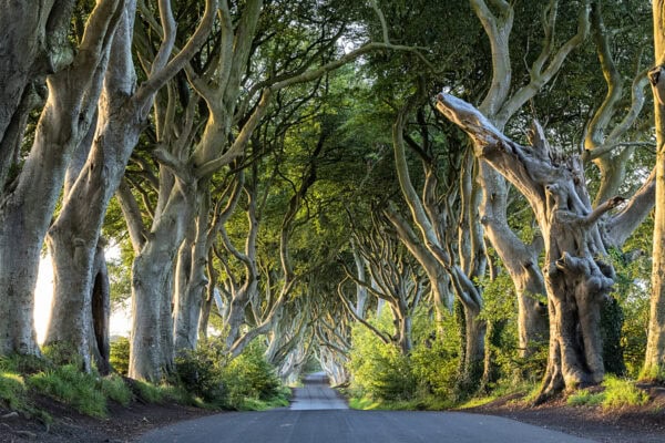 Dark Hedges