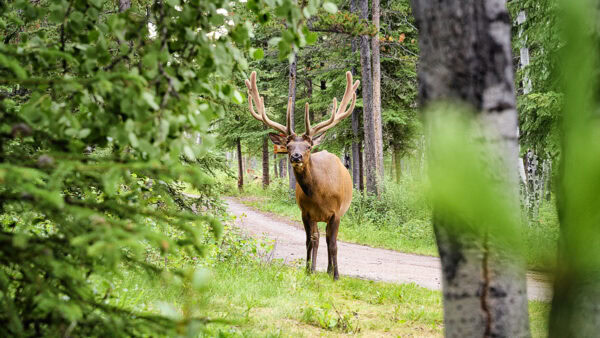 Wapiti
