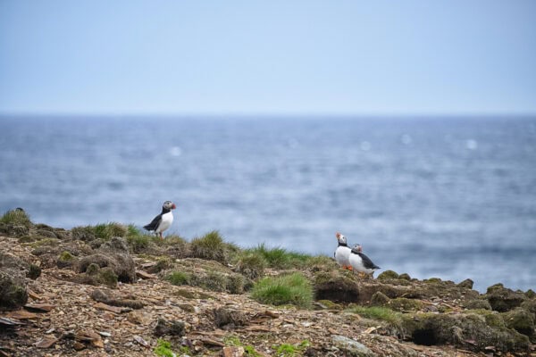 Elliston Puffins