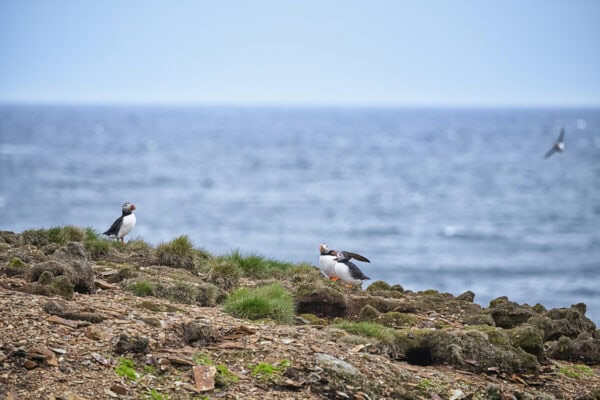 Elliston Puffins