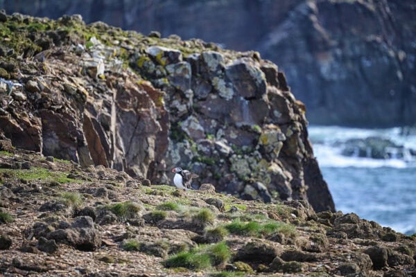 Elliston Puffins