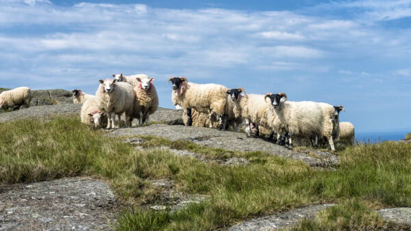 Fair Head Schafe