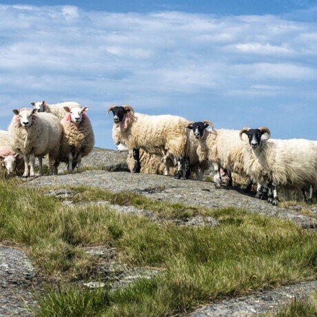 Fair Head Schafe
