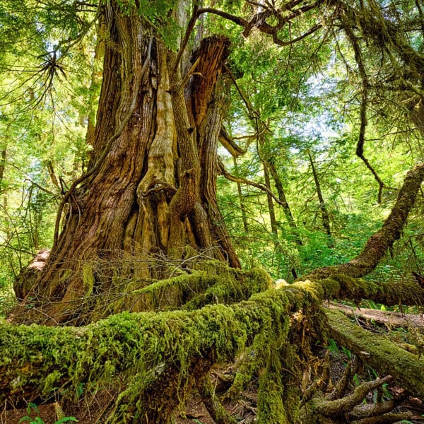 Forest Photo Collection