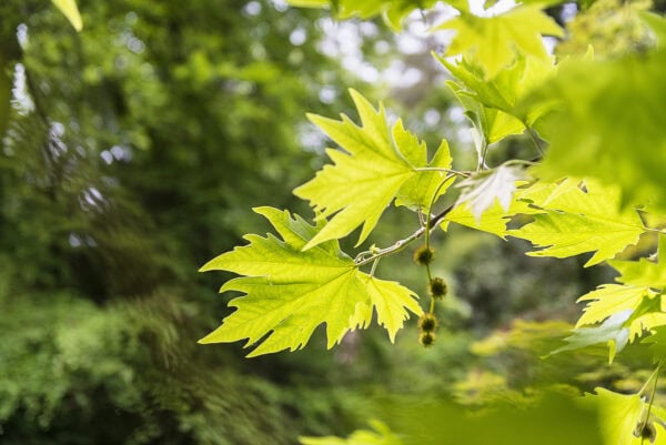 Fota Arboretum & Gardens