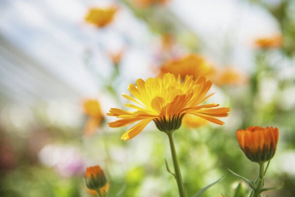 Fota Arboretum & Gardens
