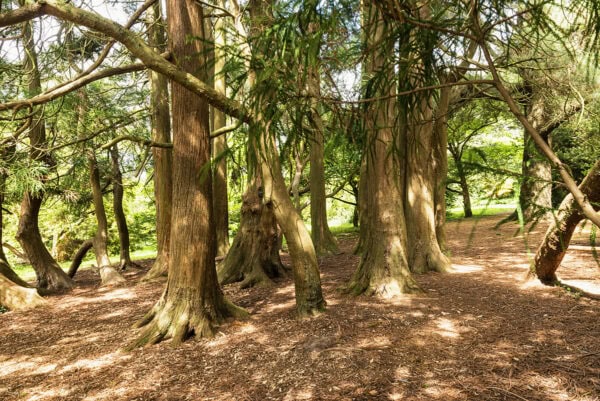 Fota Arboretum & Gardens