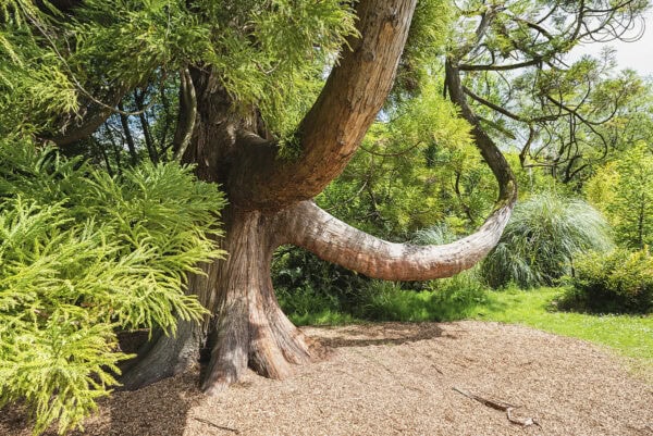 Fota Arboretum & Gardens