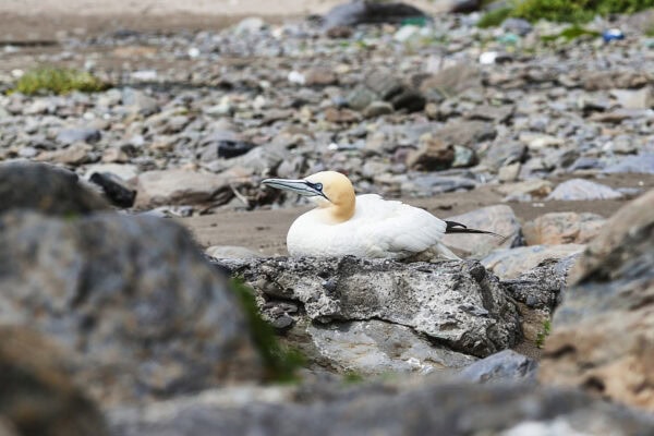 Gannet