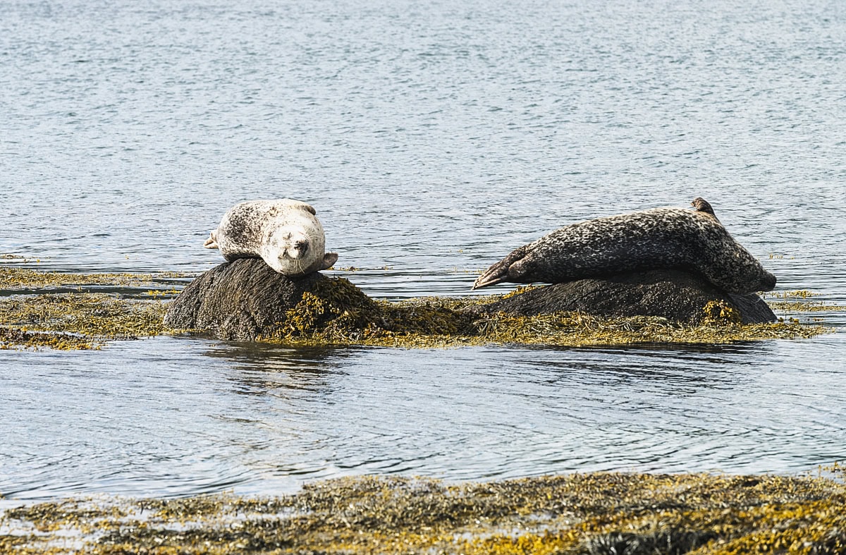 Seals in Bantry Bay at Garnish Island, Co. Cork, Ireland