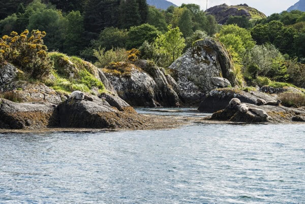 Garinish Island Seals