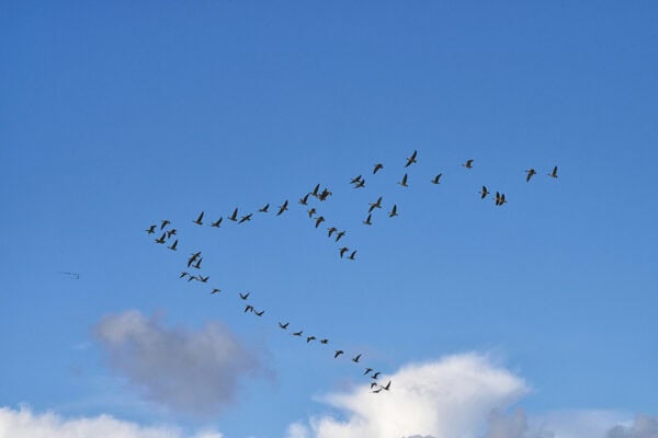 Geese