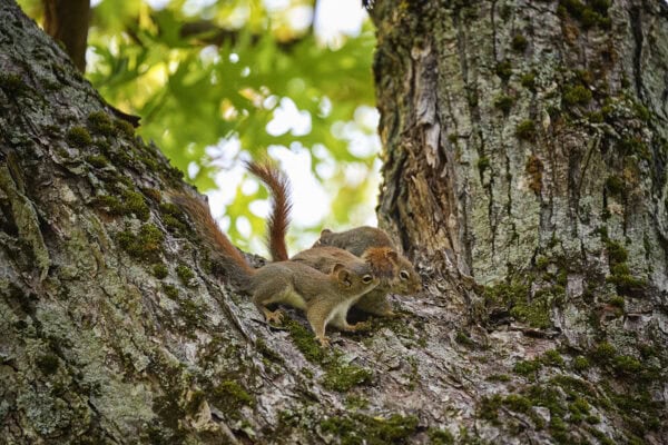 Grand-Pré National Historic Site