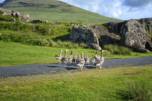 Greylag Geese and Sheep on the Isle of Mull, Inner Hebrides, Argyll, Scotland