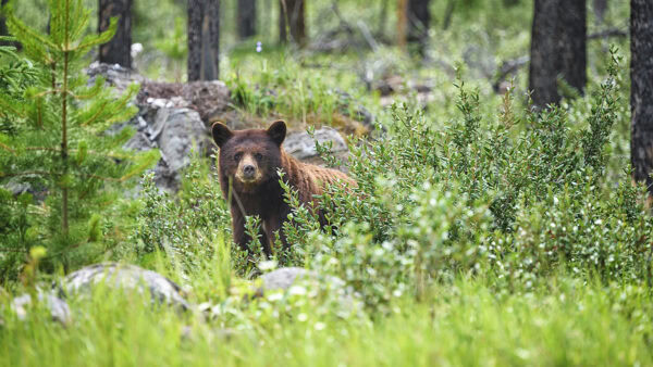 Grizzlybär
