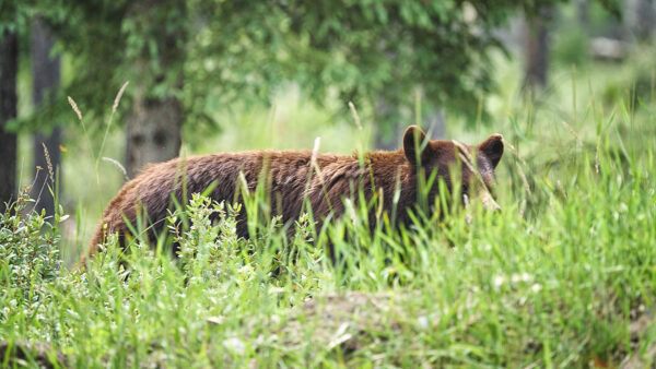 Grizzlybär