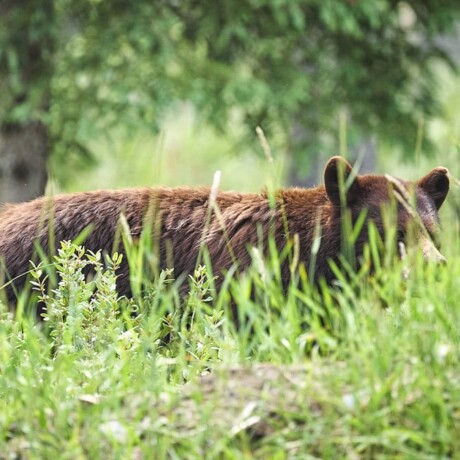 Grizzlybär