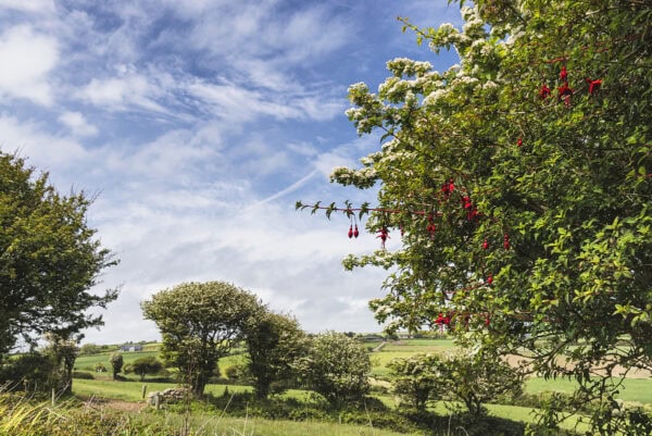 Hawthorn and fuchsia